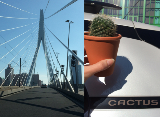 Rotterdam_Cactus_feature2