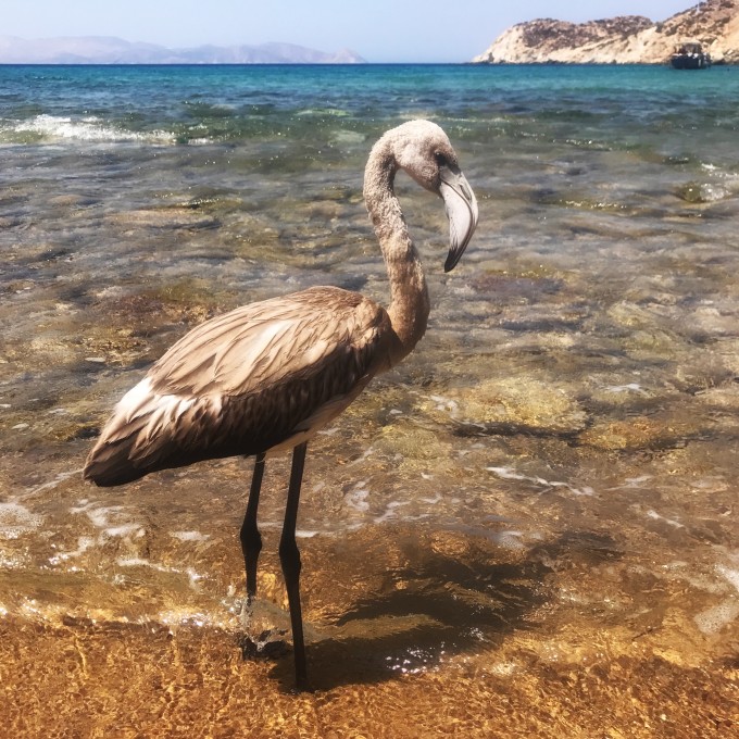 Ios_flamingo